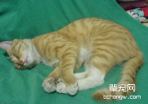 猫咪休克的急救方法