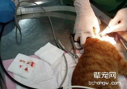 猫咪拔牙的方法及术后护理