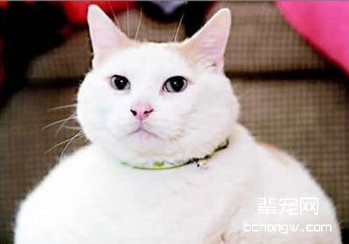猫咪高血压的症状与治疗管理
