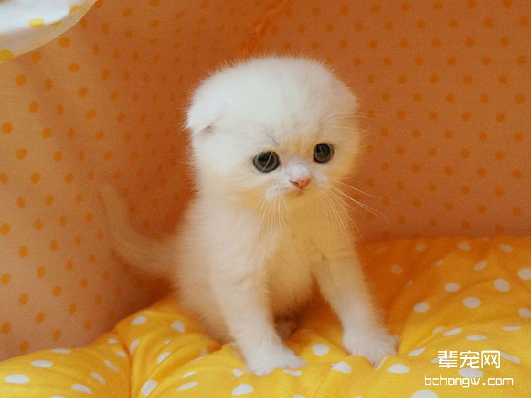 猫咪遗传病的治疗