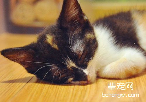 猫咪感冒发烧的应对措施