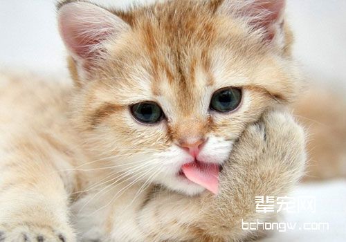 关于猫咪肠胃异常的一些问题