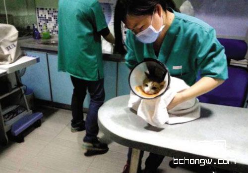 猫咪在手术前需要准备什么？