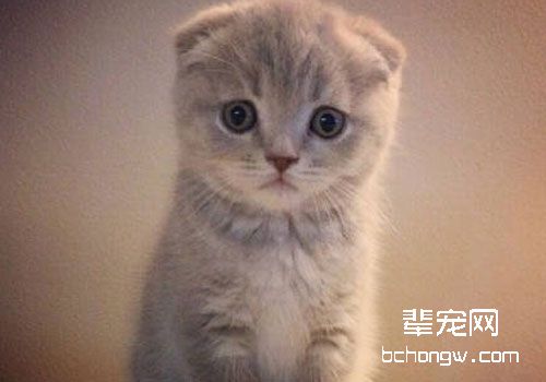 折耳猫的遗传骨骼病