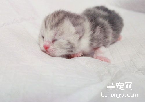 猫咪的新生儿溶血症