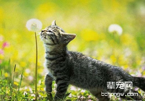 猫咪的除草剂中毒