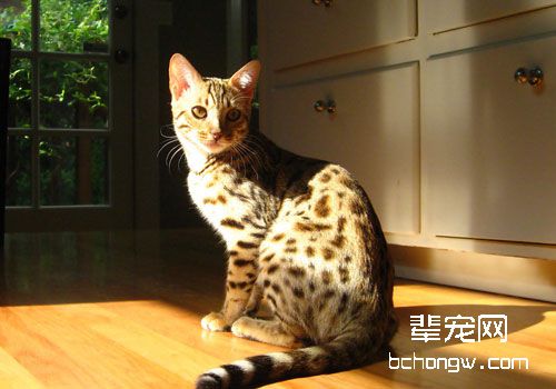 猫咪常见的日光照射性损伤