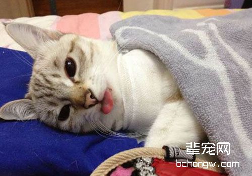 猫咪在手术之后的照顾及注意事项