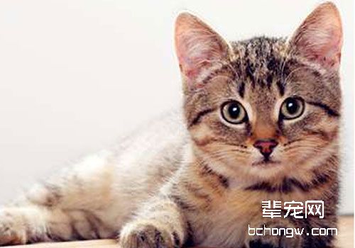 猫咪常见的一些腿部疾病