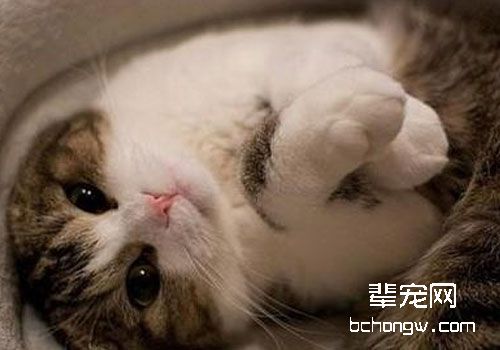 不要让你的猫咪感染细菌