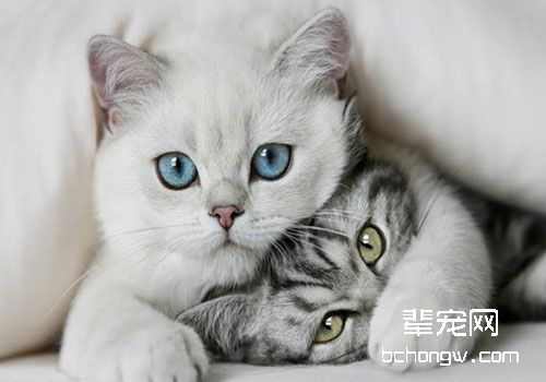 表现在猫咪眼部的全身性疾病