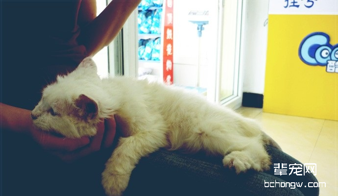 猫病毒性肠炎的诊断与治疗
