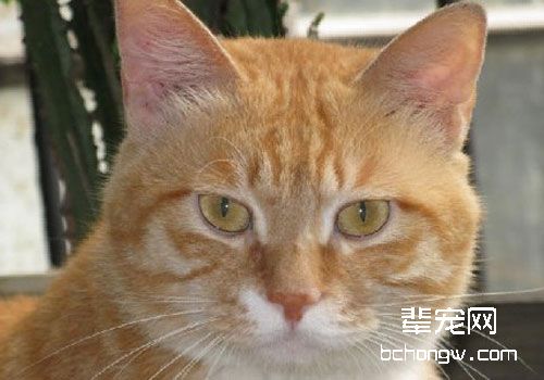 关于猫癣的一些常见问题