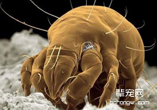 浅谈猫咪的昆虫过敏（二）