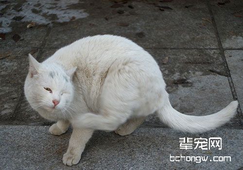 关于猫咪跳蚤的一些常见问题