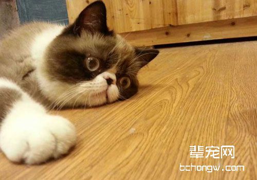 适宜猫咪的补虚药