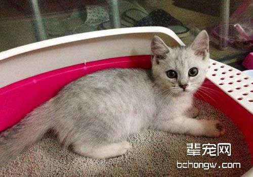 引起猫咪疫苗免疫失败的原因（二）