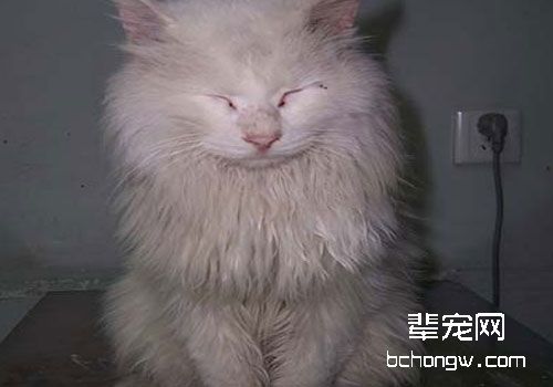 一例猫隔疝的手术治疗