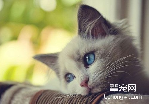 几种需要带猫咪去医院的急症（三）