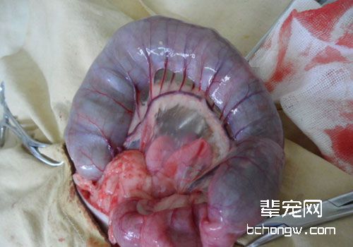 引起猫咪排便困难的多种原因（二）——电解质紊乱