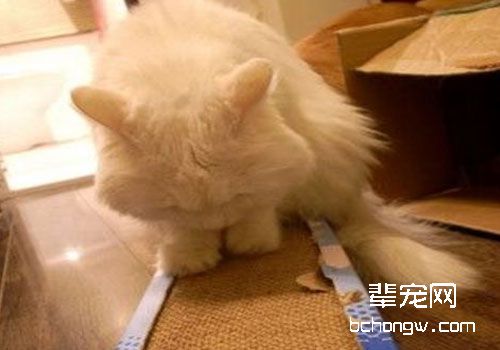 猫咪得肝病后的营养治疗