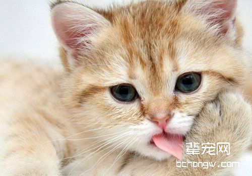 关于猫咪皮肤病的若干问题解答