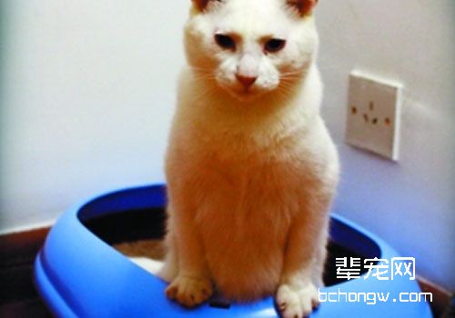 产生猫咪下尿道综合征的原因及预防