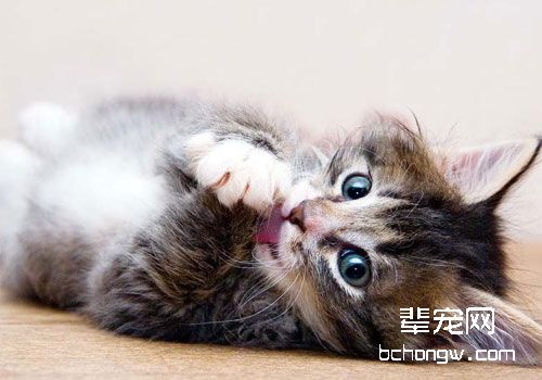 几种需要带猫咪去医院的急症（二）
