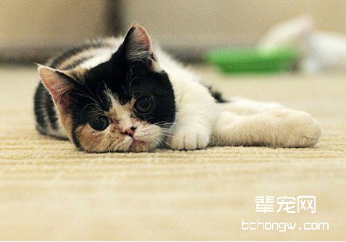 猫咪疼痛的表现（二）
