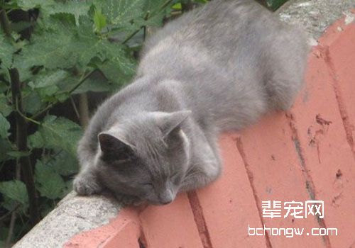 猫咪一些出血症状的止血方法