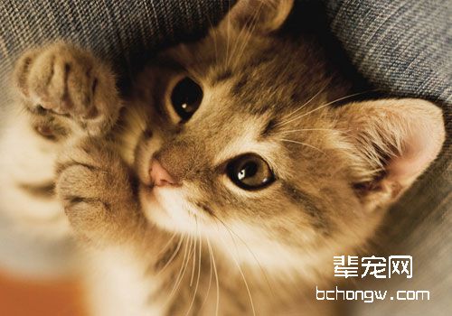 猫咪为什么会痉挛