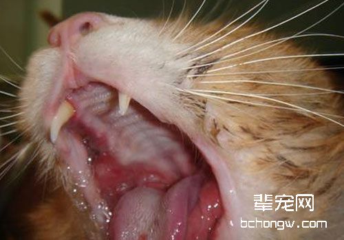 浅谈猫咪的口腔溃疡