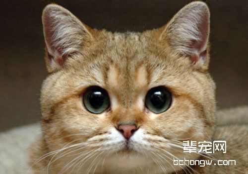 引起猫咪眼睛变红的原因