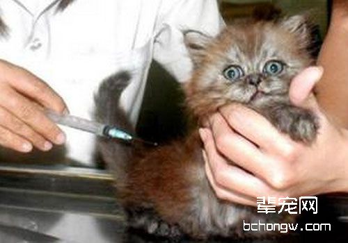 猫咪免疫接种后的不良反应及应对措施