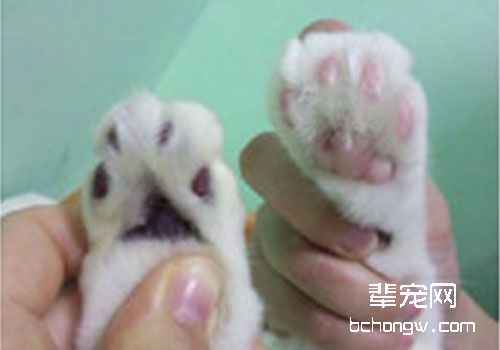 关于猫咪呼吸问题的诊断