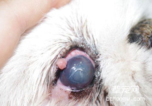 猫咪的角膜溃疡及其治疗