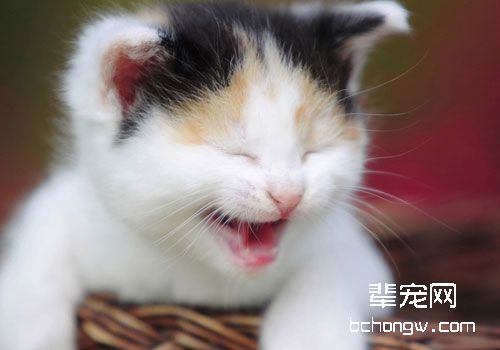 为什么要给猫咪做血液生化指标的检查