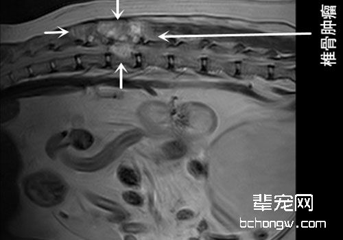 一些猫咪常见肿瘤病的表现
