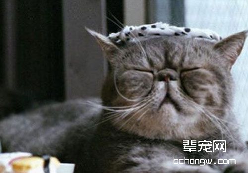 猫咪脑积水及其治疗