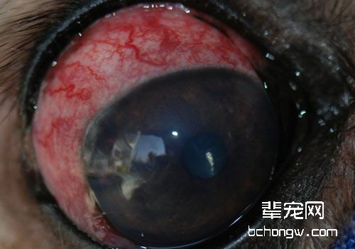 几个在猫咪青光眼病症中值得注意的问题