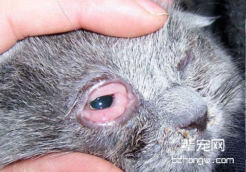 猫咪的疱疹病毒及其引起的口炎治疗