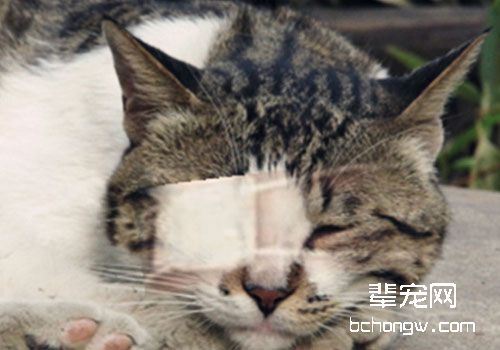 猫咪常见的眼部疾病及其治疗