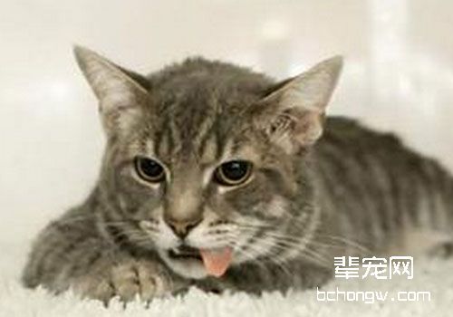 猫咪食道狭窄症及治疗