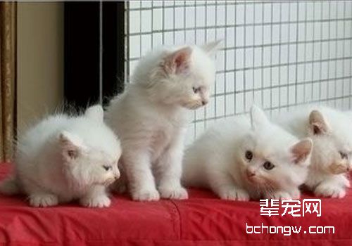 如何提高猫咪对疾病的抵抗力