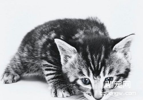 猫低钾血症的诊断与治疗