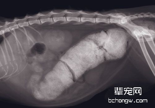 浅谈猫咪巨结肠症的治疗