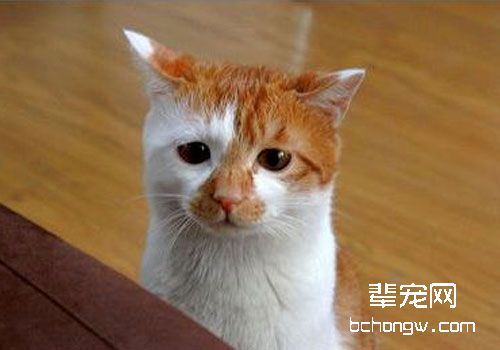 猫咪的代谢性酸中毒及病例分析