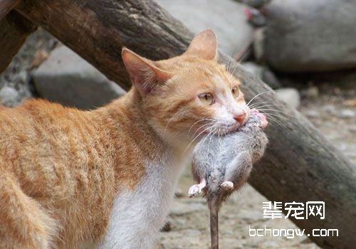 论老鼠对猫的危害