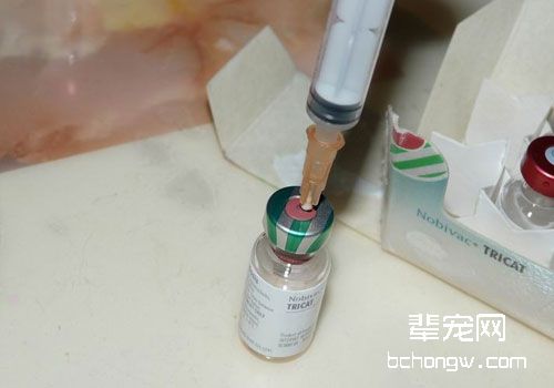 什么是猫咪的三联疫苗