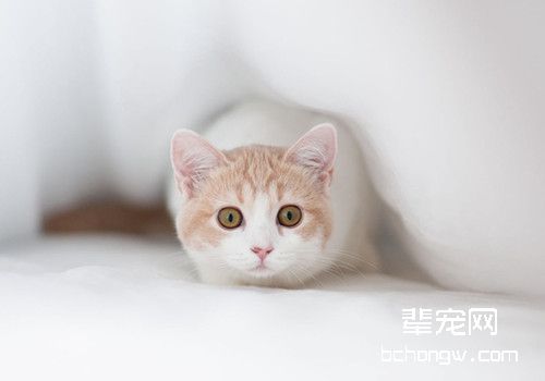 猫咪做绝育后护理和注意事项有哪些